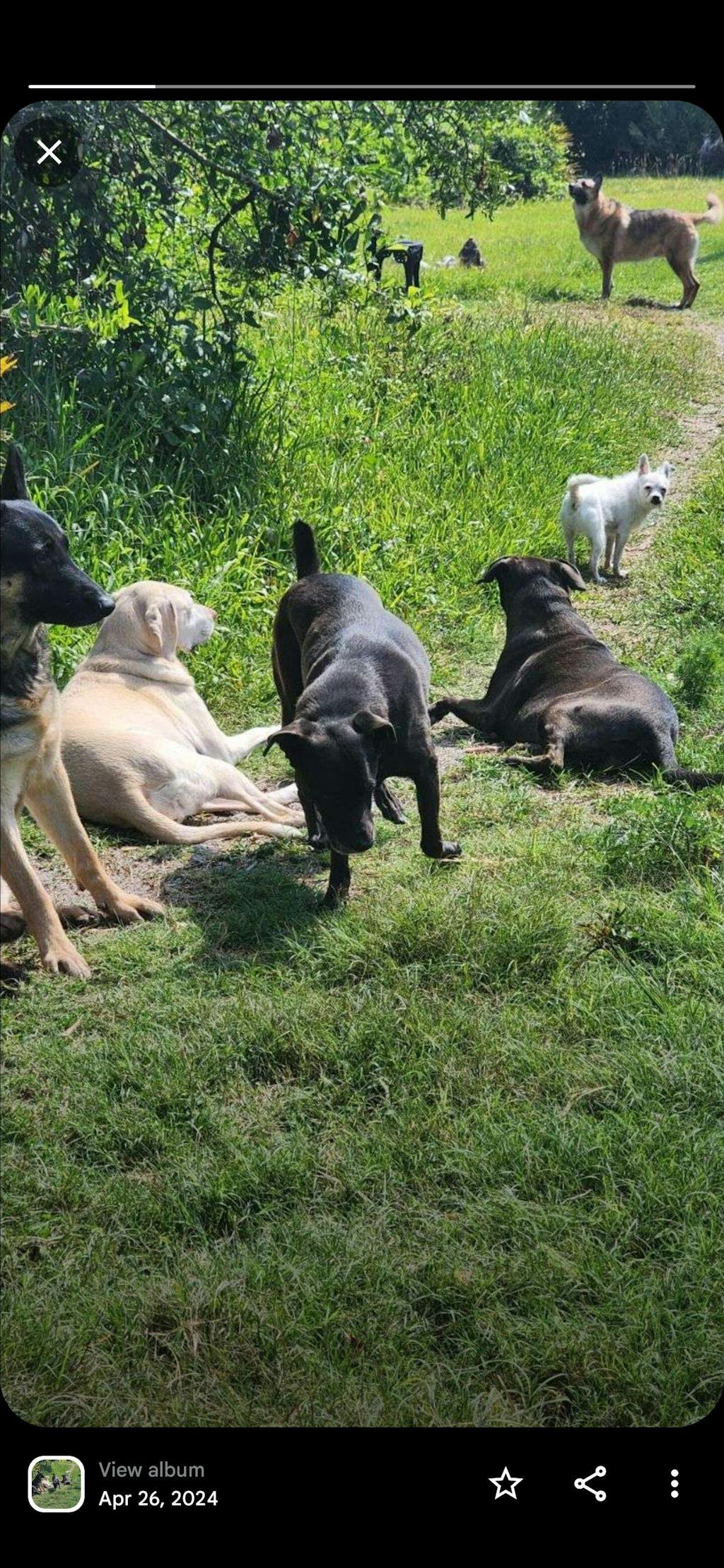 Baked Dog Food | Roasted Peanut Butter & Sweet Potato Flavor
