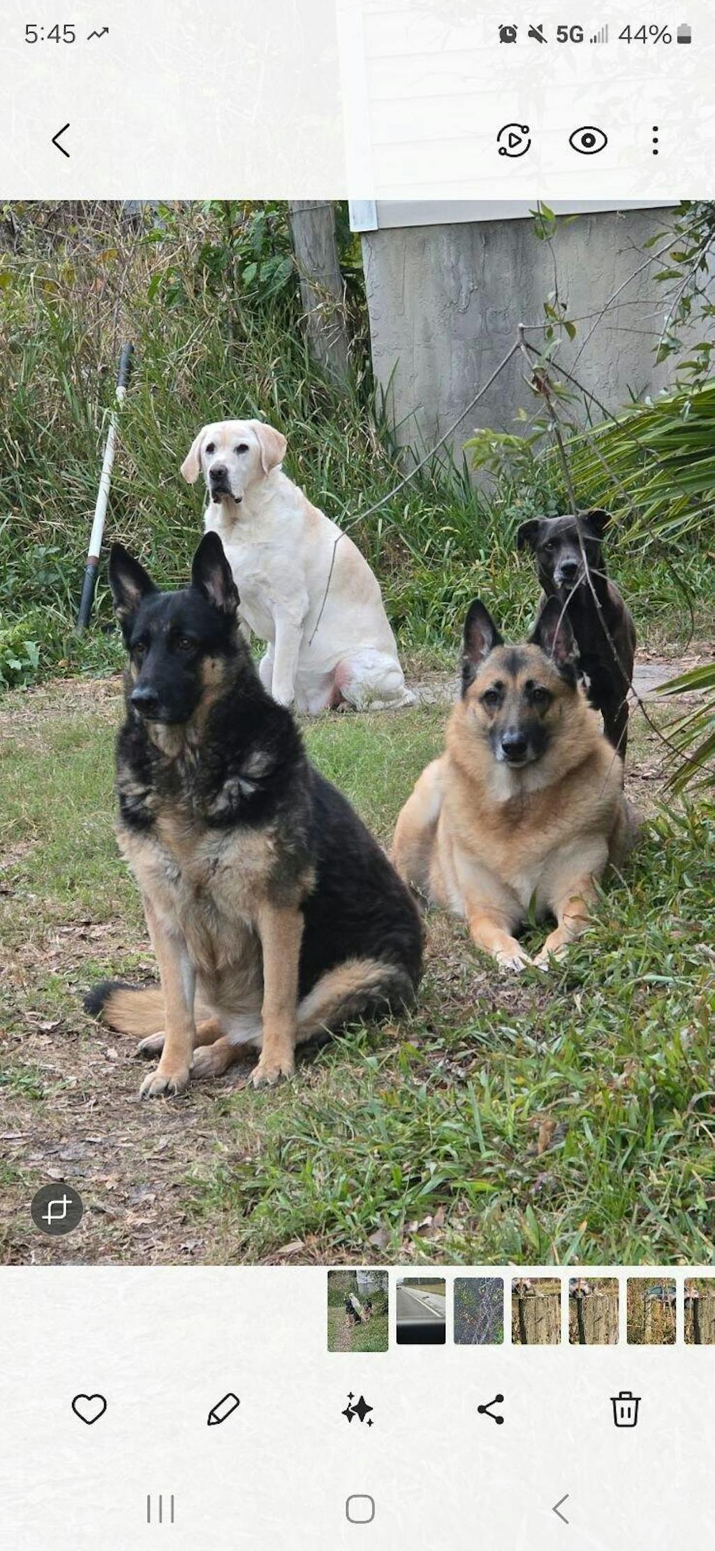 Dehydrated Dog Food | Whole Food Mixer