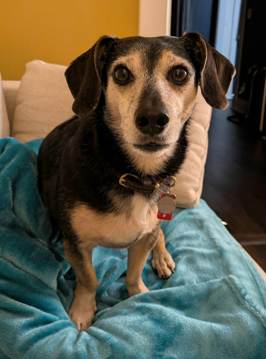 Dehydrated Dog Food | Whole Food Mixer