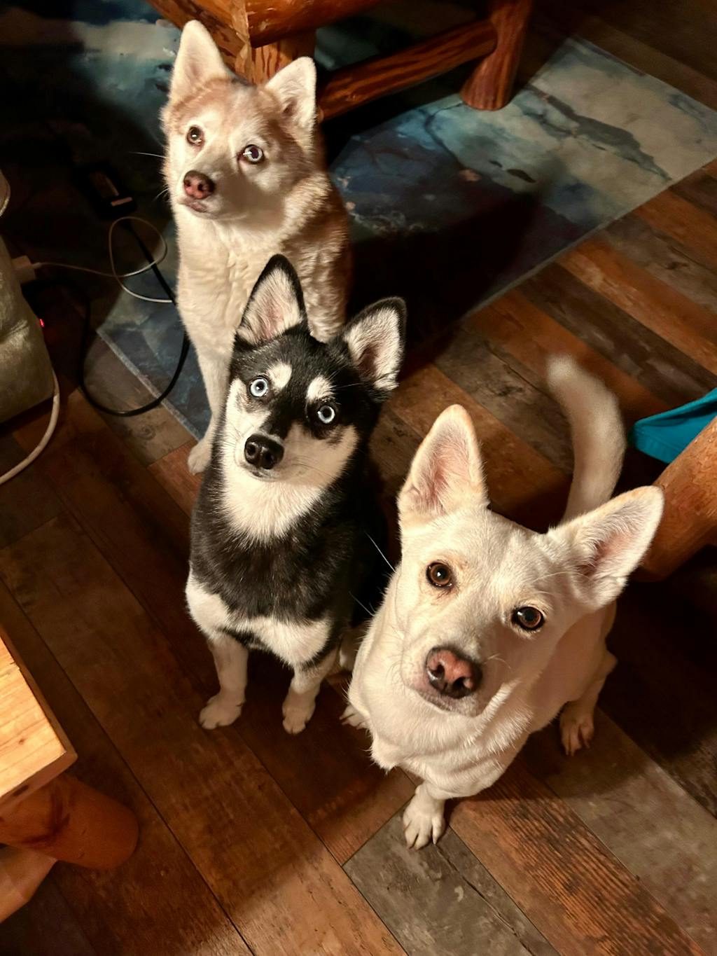 Baked Dog Food | Roasted Peanut Butter & Sweet Potato Flavor