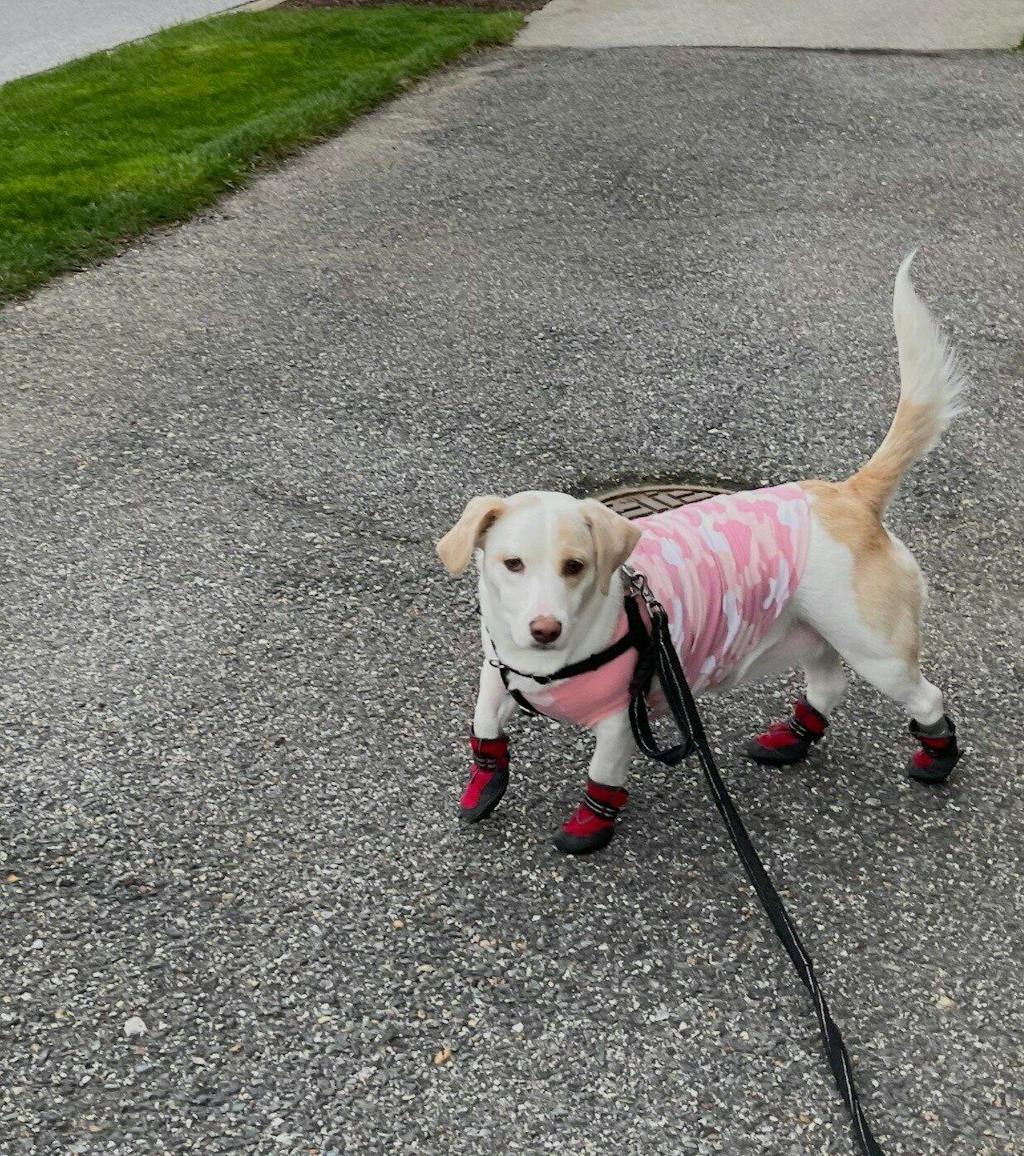 Dehydrated Dog Food | Whole Food Mixer