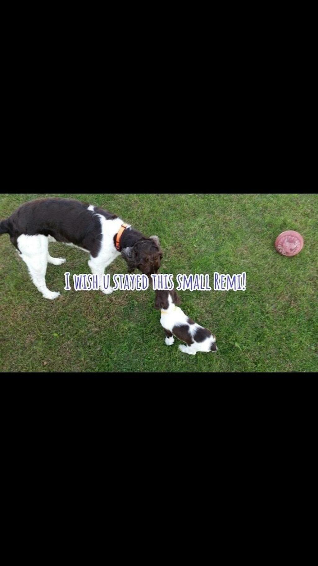 Baked Dog Food | Roasted Peanut Butter & Sweet Potato Flavor