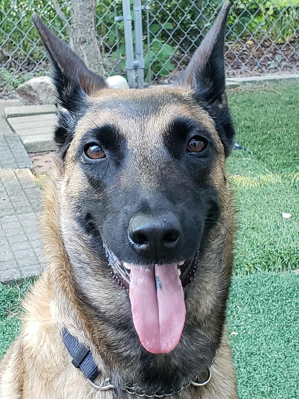 Baked Dog Food | Roasted Peanut Butter & Sweet Potato Flavor