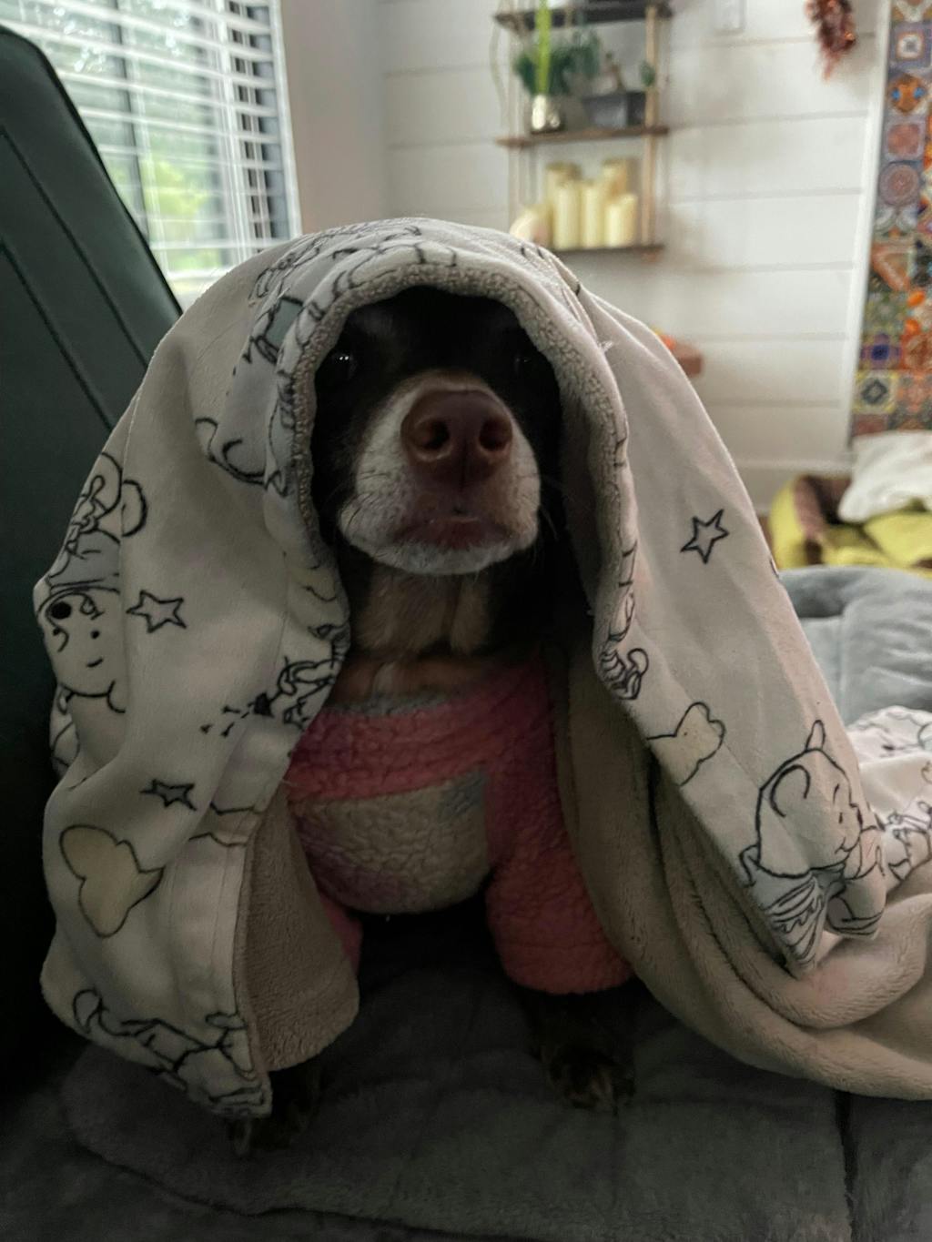 Senior Dog Food | Baked Pumpkin & Peanut Butter Flavor