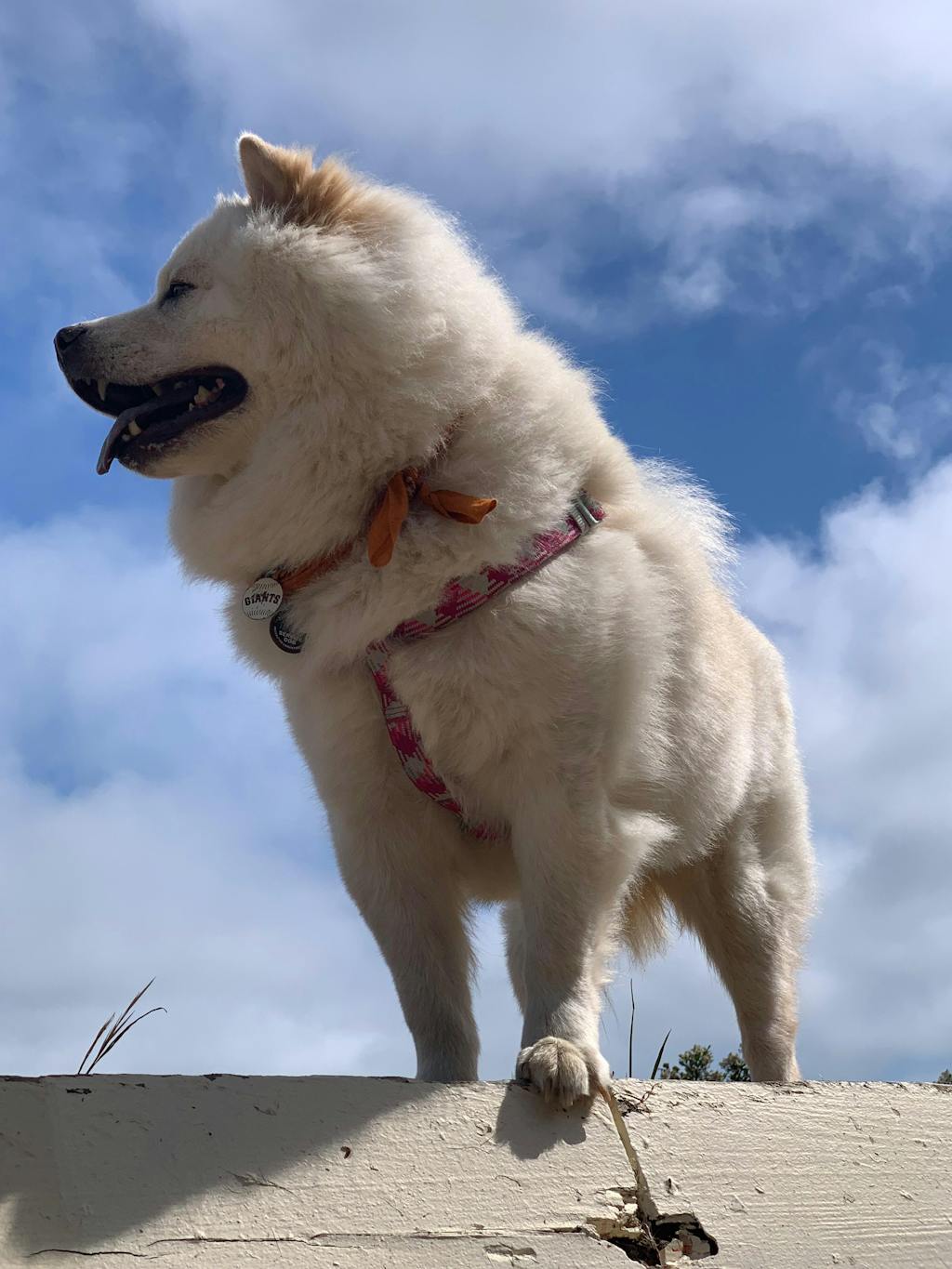Baked Dog Food | Roasted Peanut Butter & Sweet Potato Flavor