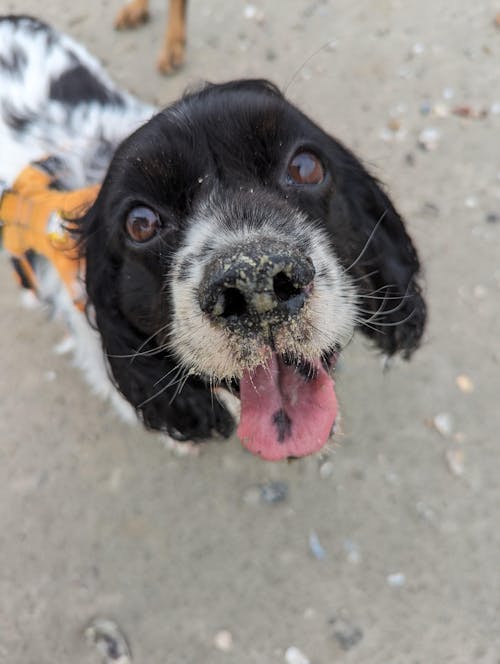 Dehydrated Dog Food | Whole Food Mixer