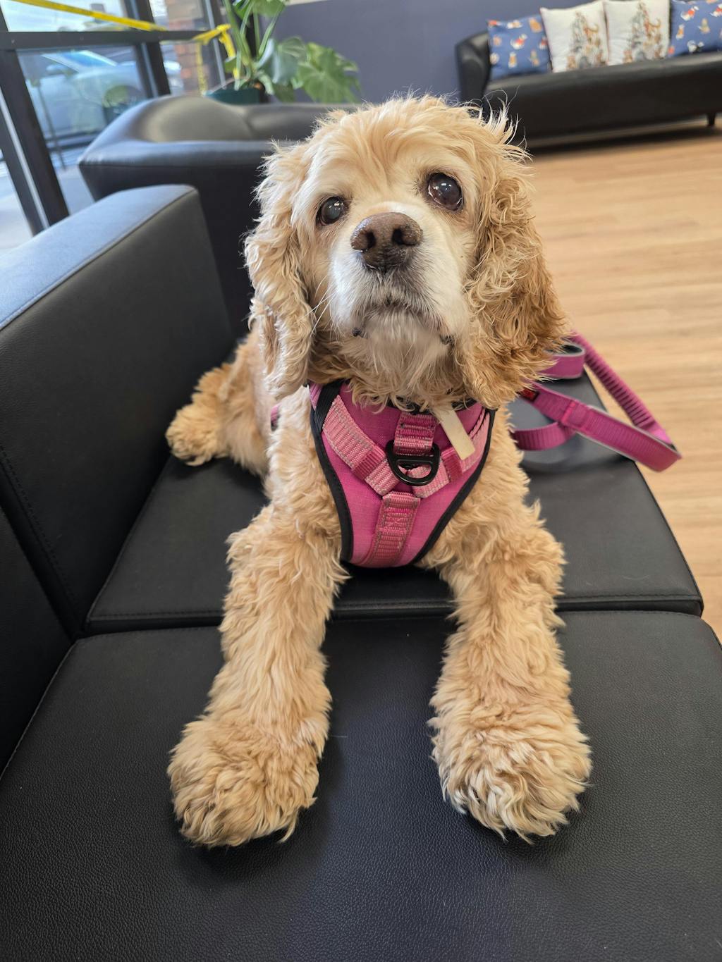 Dehydrated Dog Food | Whole Food Mixer