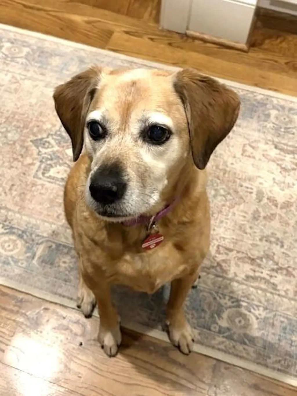 Senior Dog Food | Baked Pumpkin & Peanut Butter Flavor