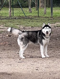 Fioriera Husky