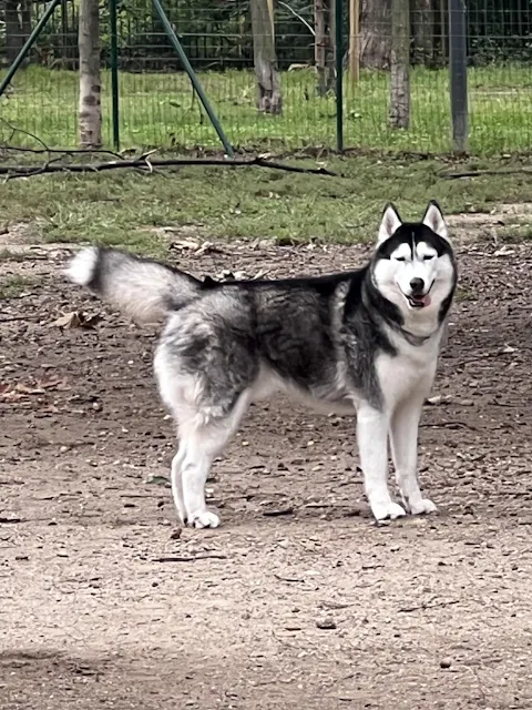 Fioriera Husky