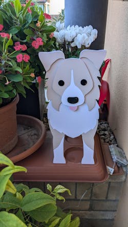 Fioriera Border Collie