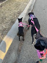 PetBonus Double Dog Leash, No Tangle Dual Dog Leash, Reflective Walking Training Leash, 4 Comfortable Padded Handles for 2 Dogs with Collapsible Bowl and Waste Bags