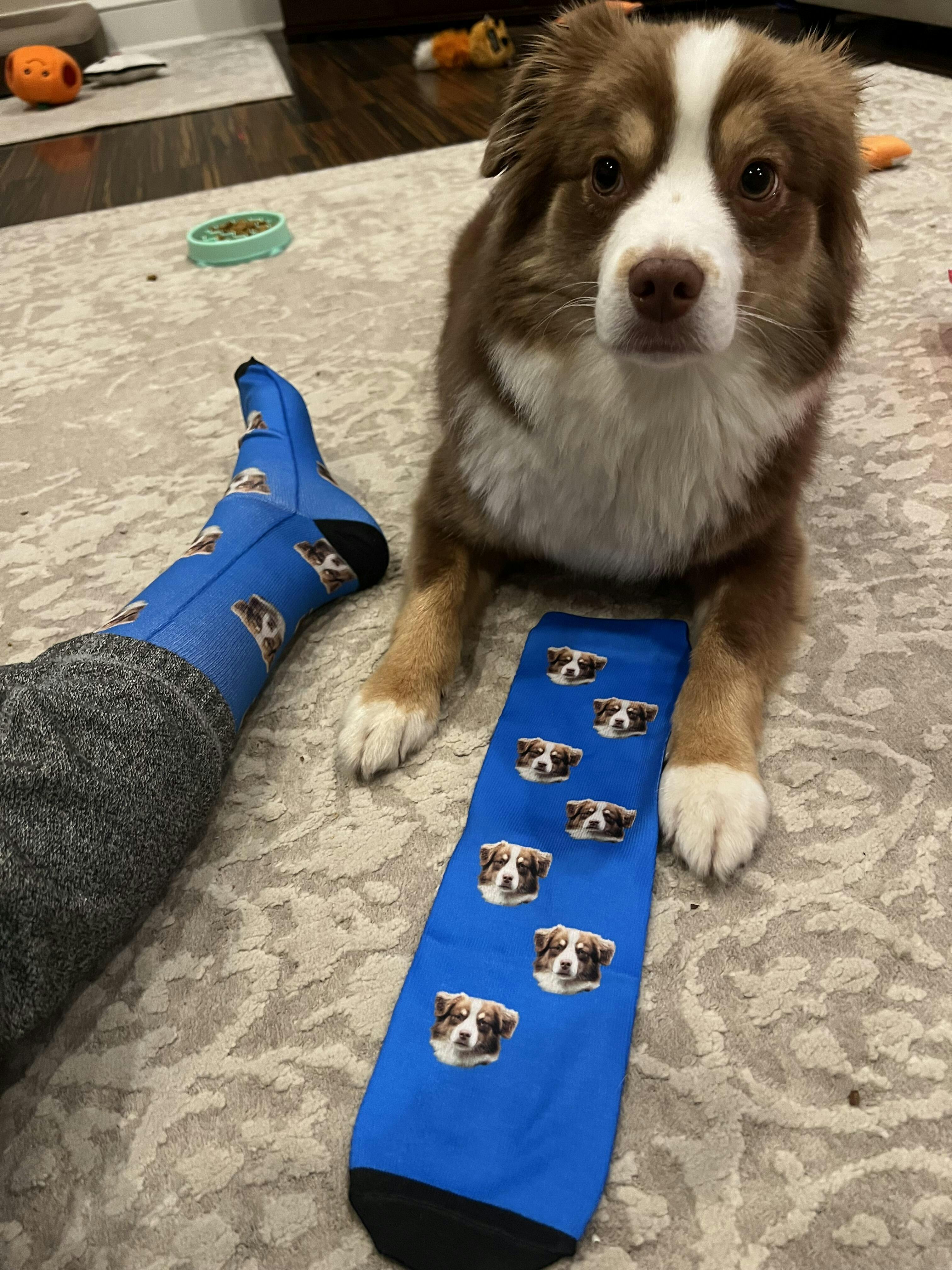pet pic socks