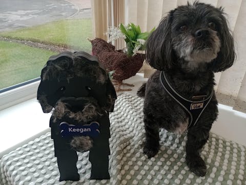 Black Cockapoo planter