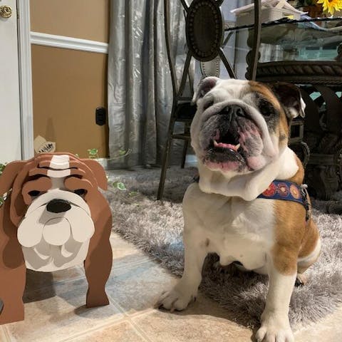 Englische Bulldogge Blumentopf