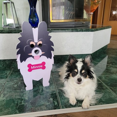 Kleinspitz Blumentopf