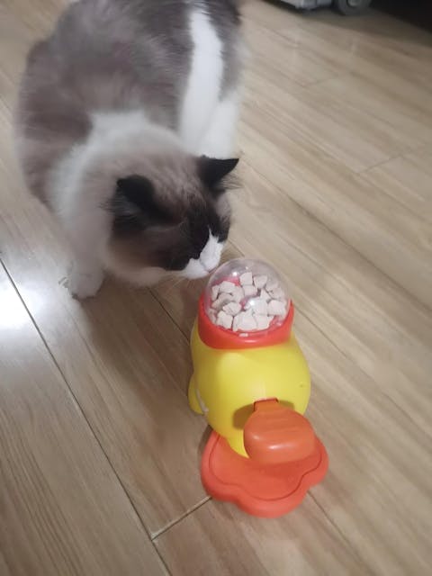 Interaktiver Futterspender für Haustiere