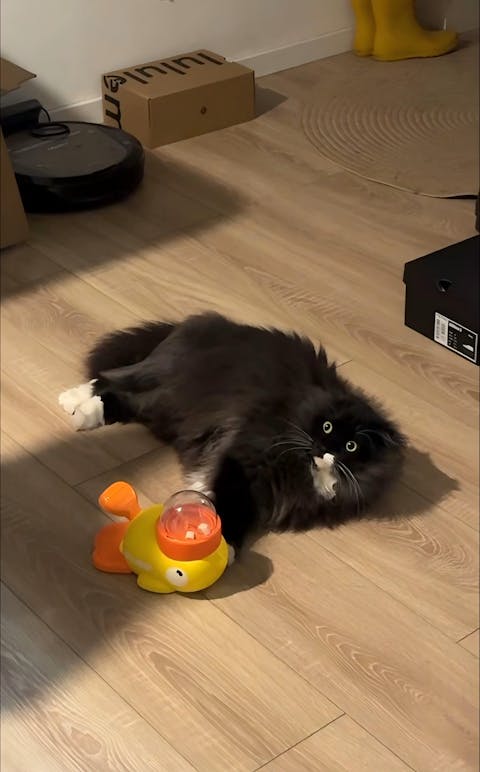 Interaktiver Futterspender für Haustiere