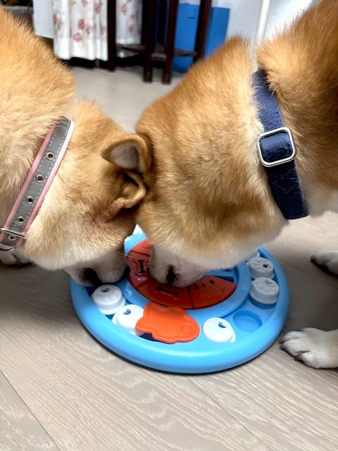 Pizza-Förmiger Langsamer Futternapf – Leckerli-Spielzeug Für Haustiere