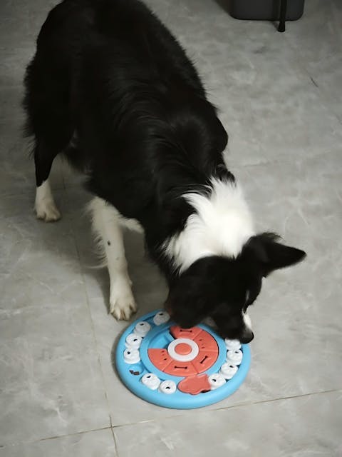 Pizza-Förmiger Langsamer Futternapf – Leckerli-Spielzeug Für Haustiere