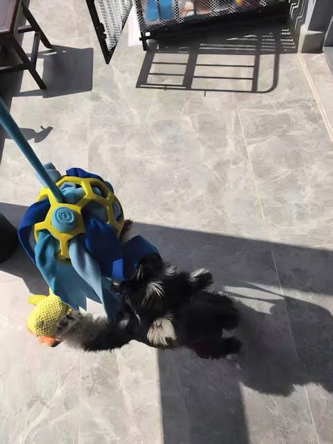 SnuffleMaster – Interaktives Leckerli Spiel