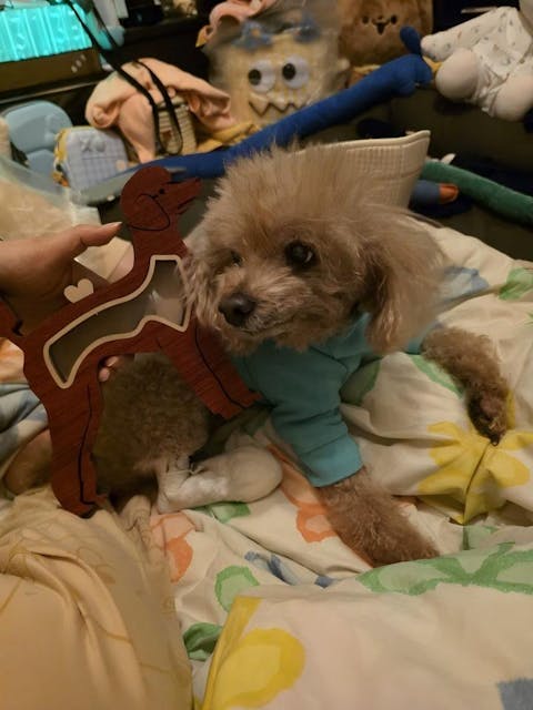 Hund Holz Erinnerungsbox