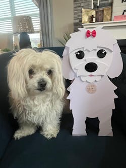 Maltese Dog Planter