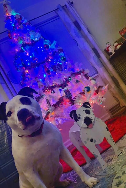 Staffordshire Bull Terrier Planter