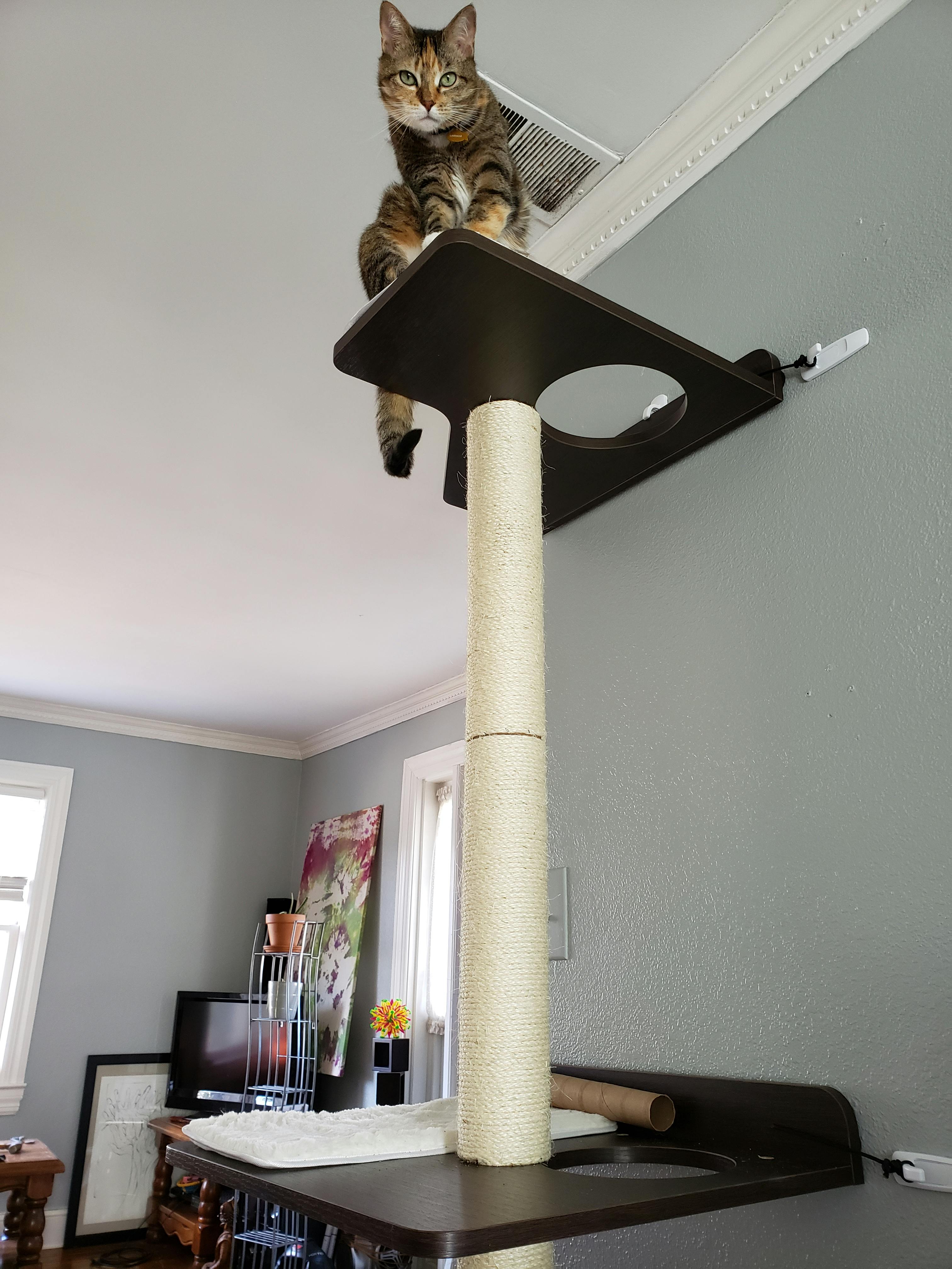 PetFusion Ultimate Cat Climber & Activity Tree