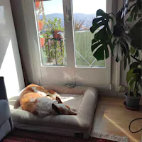 Cama Ortopédica Viscoelástica – Pethijos