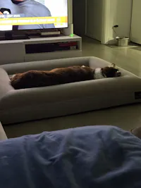 Cama Ortopédica Viscoelástica – Pethijos