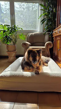 Cama Ortopédica Viscoelástica – Bouclé Blanca
