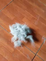 Spazzola a Vapore per Gatti e Cani Pethug