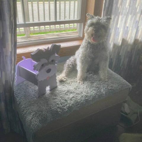 Pot de fleurs en forme de Schnauzer