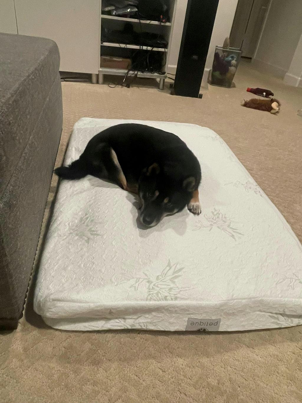 Nontoxic Bamboo Memory Foam Orthopedic Pet Bed for Dog and Cat