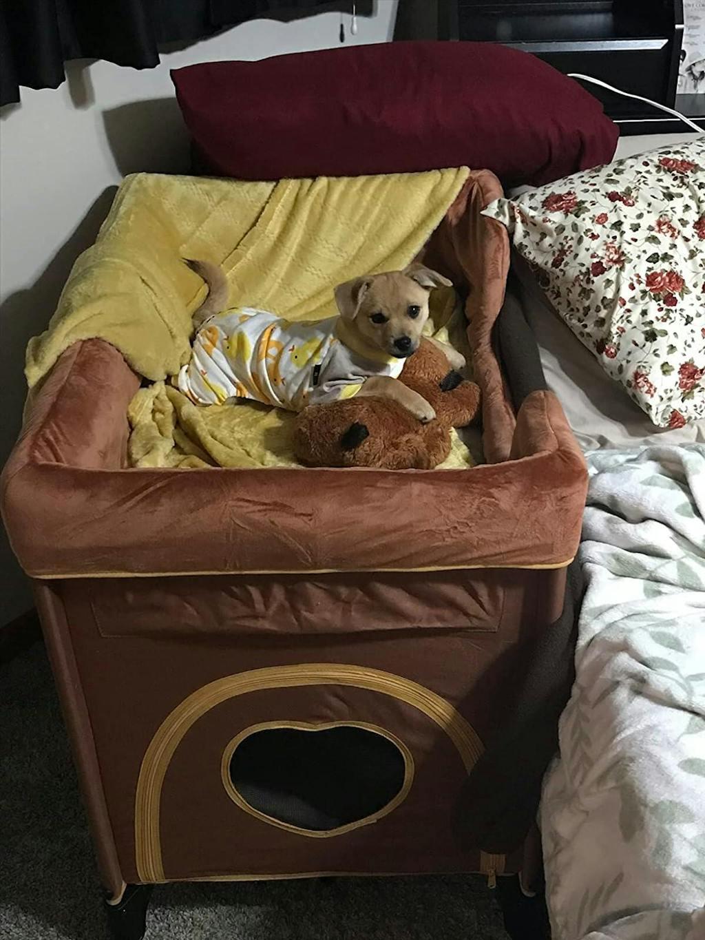 Petique Bedside Lounge Pet Bed for Dog and Cat Petique, Inc.