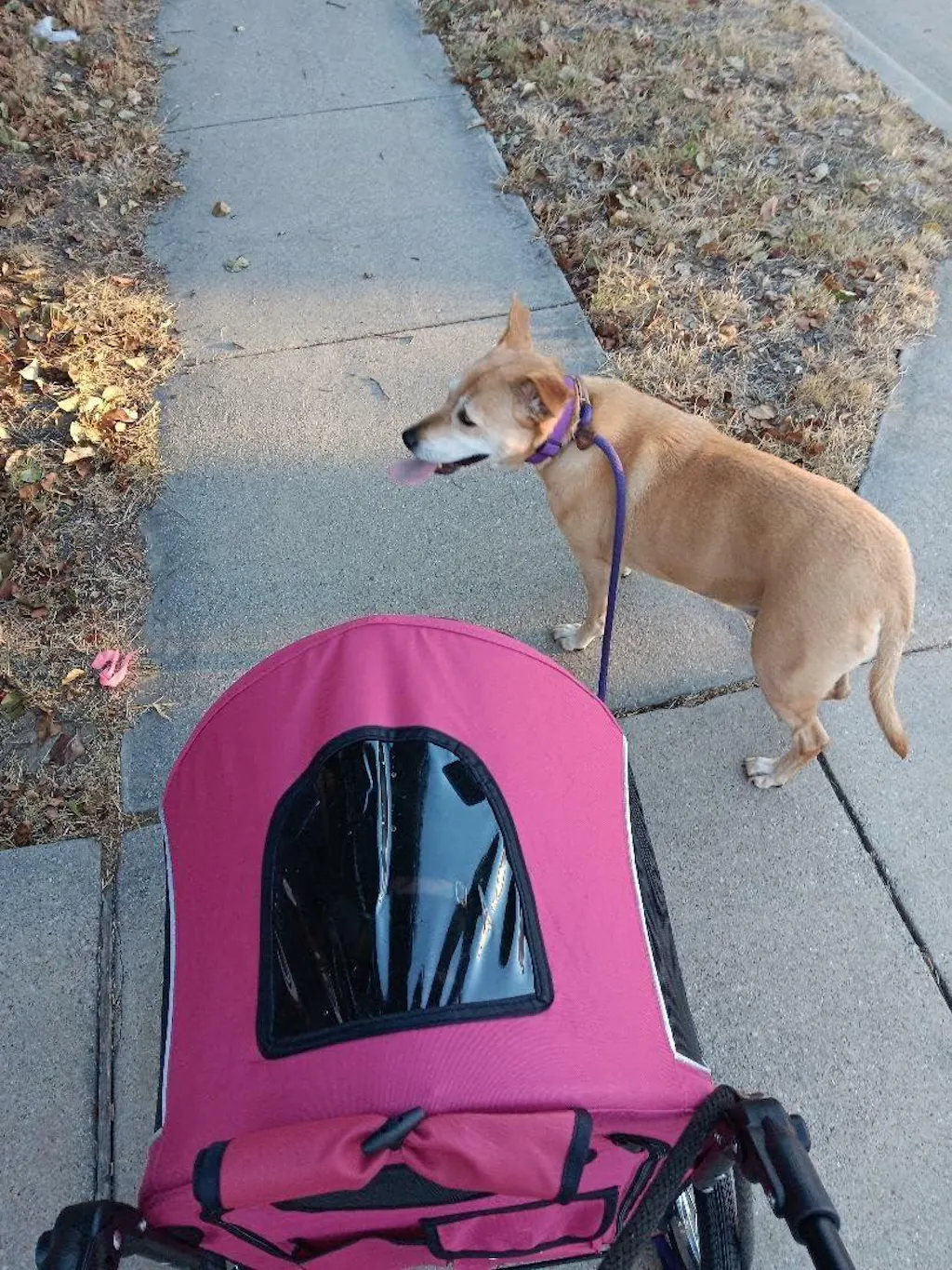 Petique All Terrain Pet Jogger for Dog/Cat/Small Animal in Pink