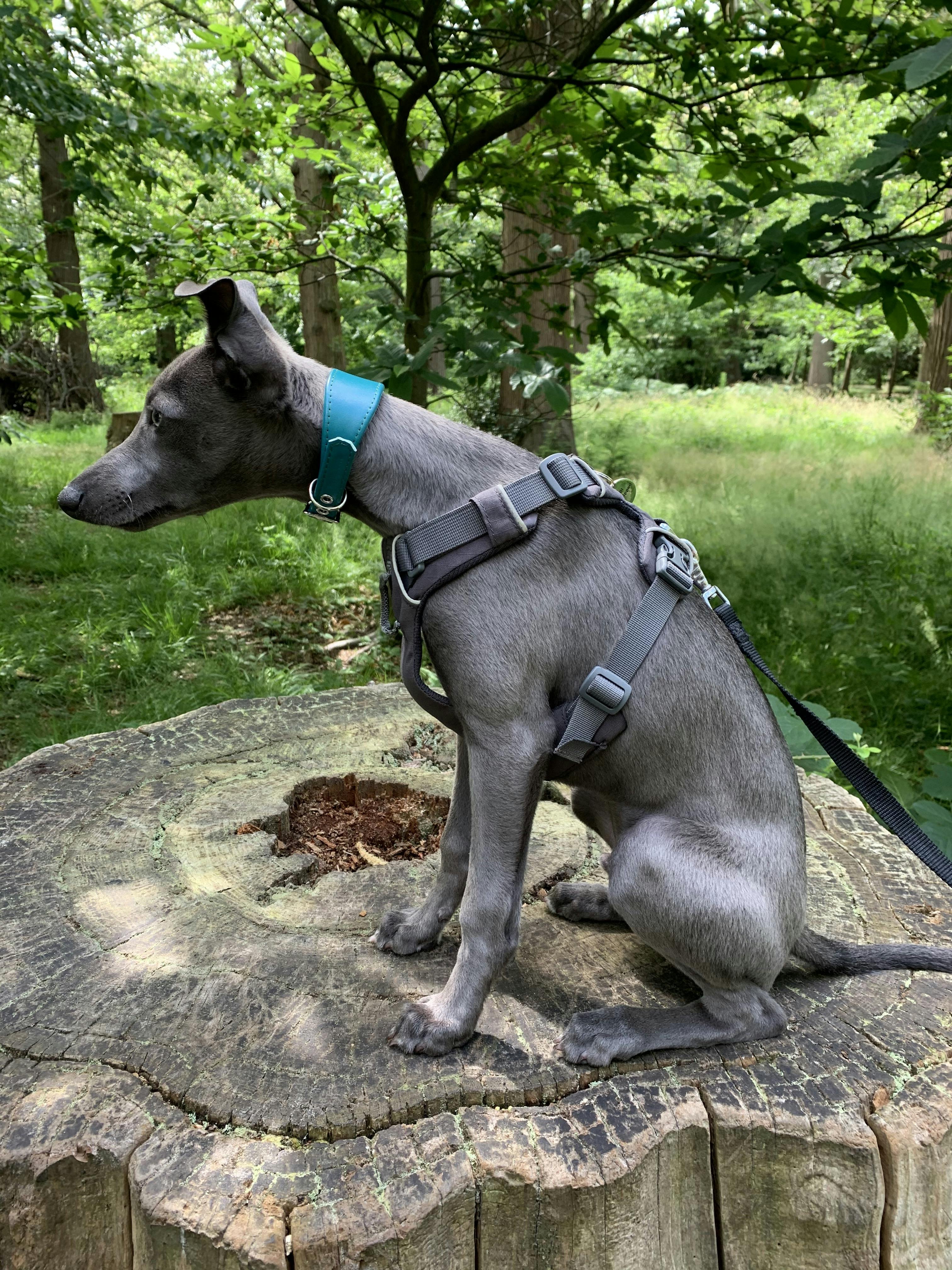 petiquette whippet collars