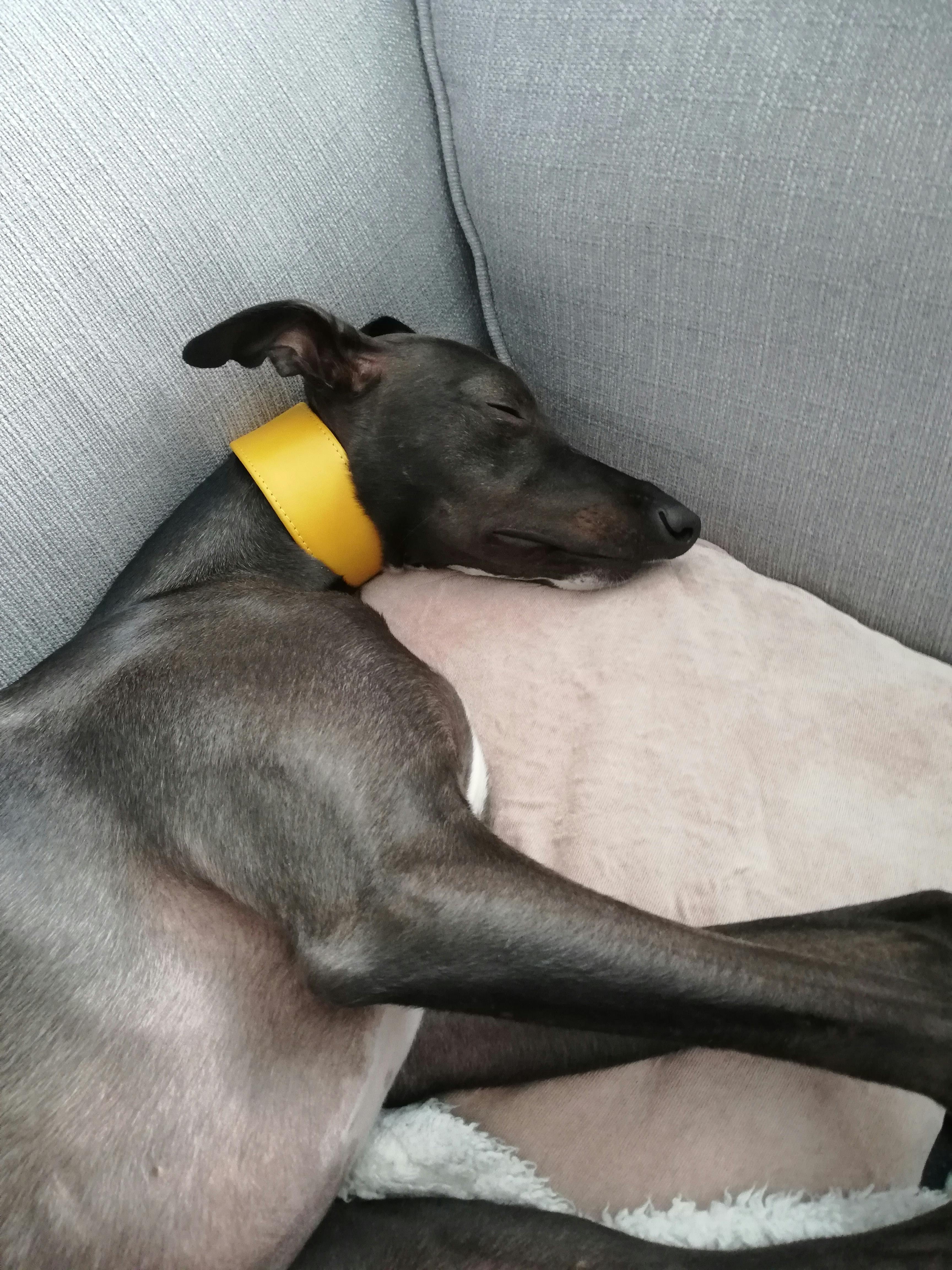 petiquette whippet collars