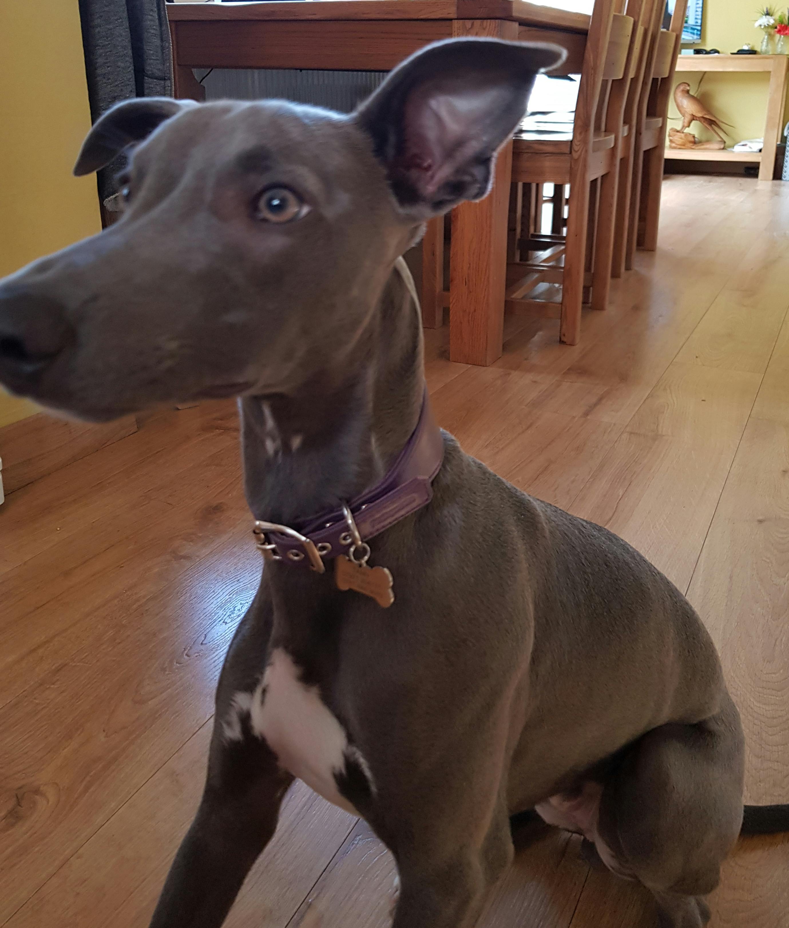 petiquette whippet collars