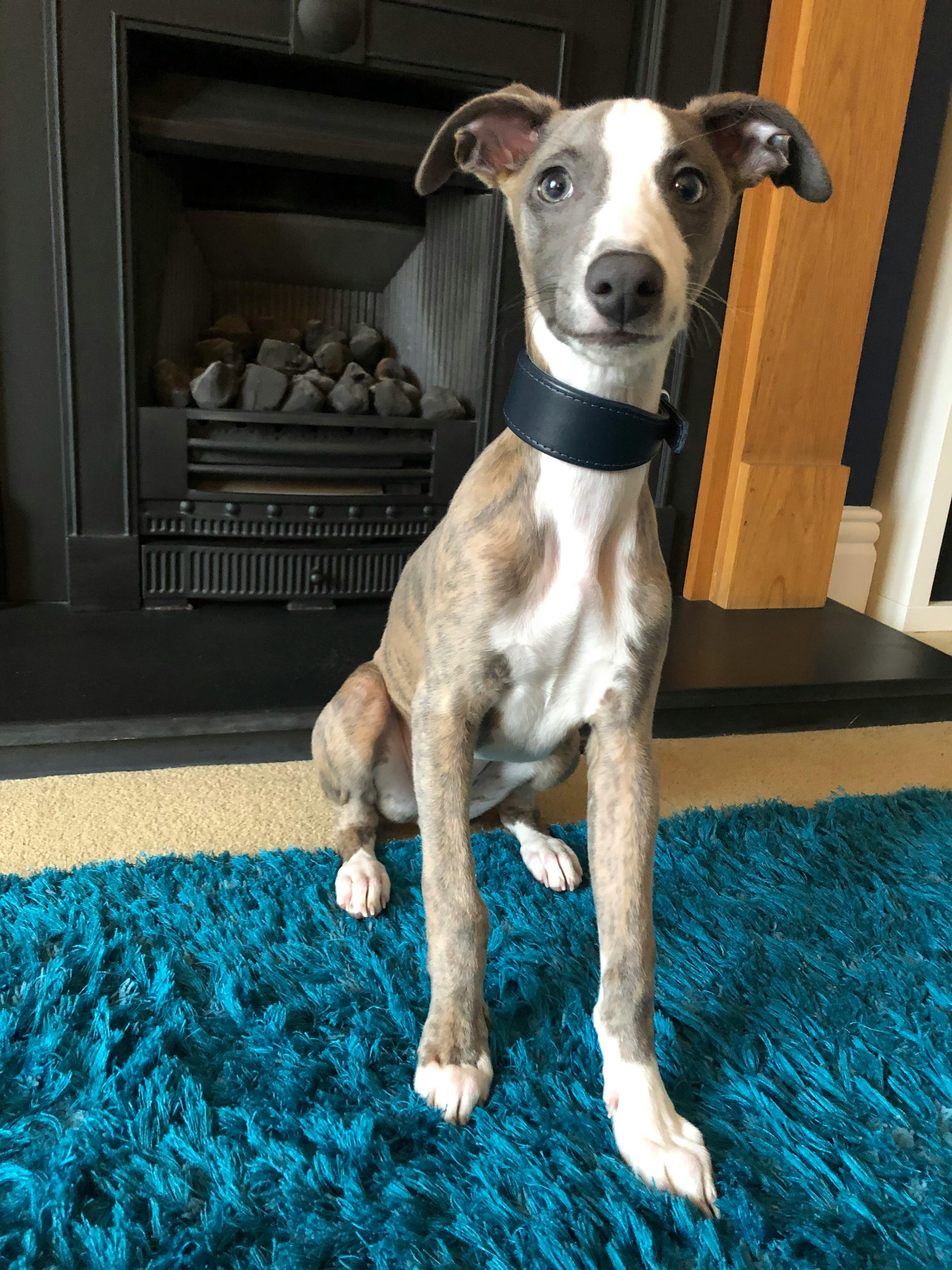 petiquette whippet collars