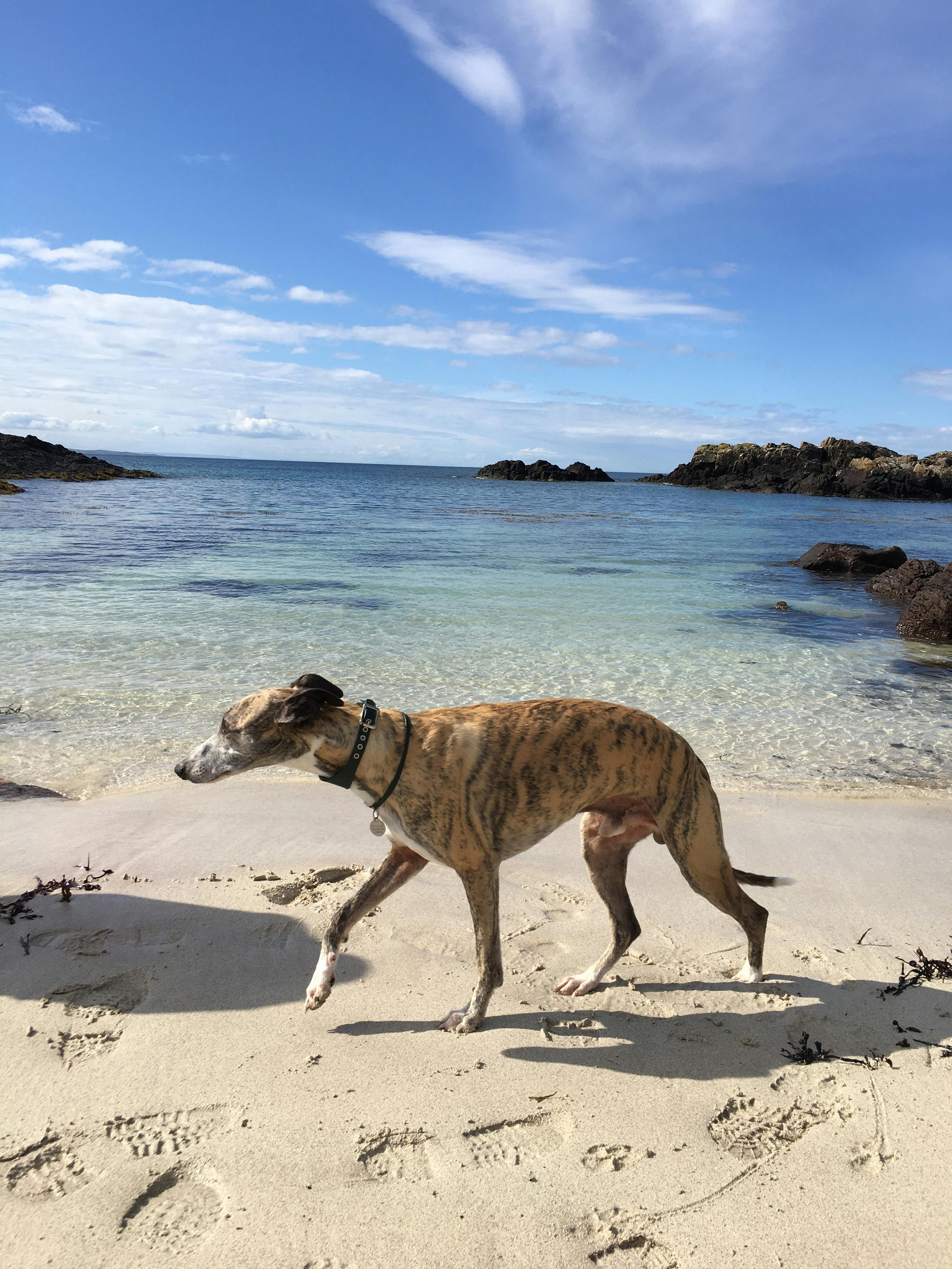 petiquette whippet collars