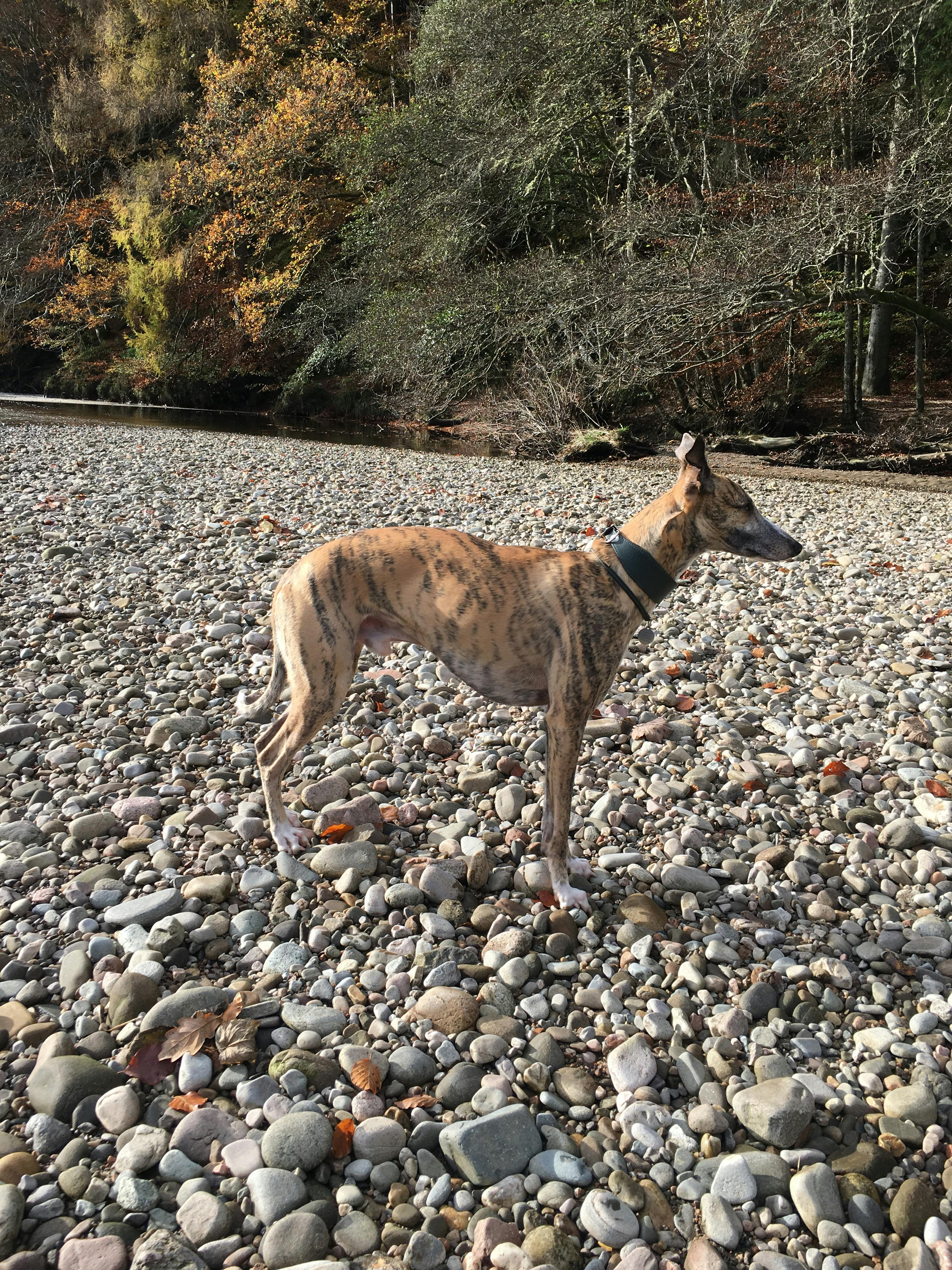 petiquette whippet collars