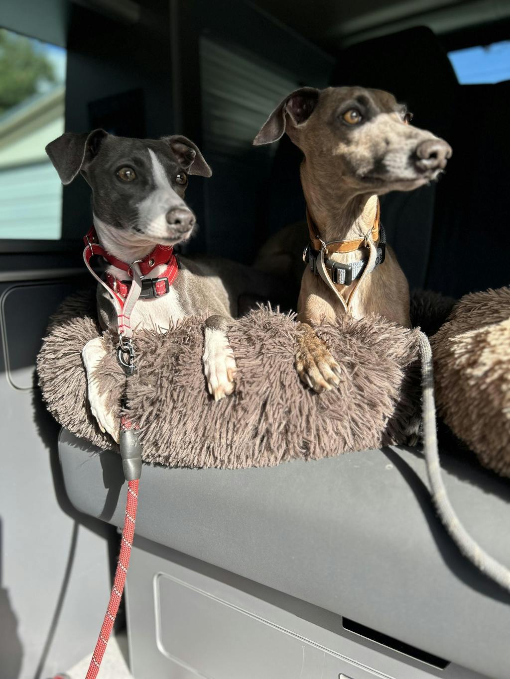 Dog Collars for Italian Greyhounds Italian Greyhound Collars UK