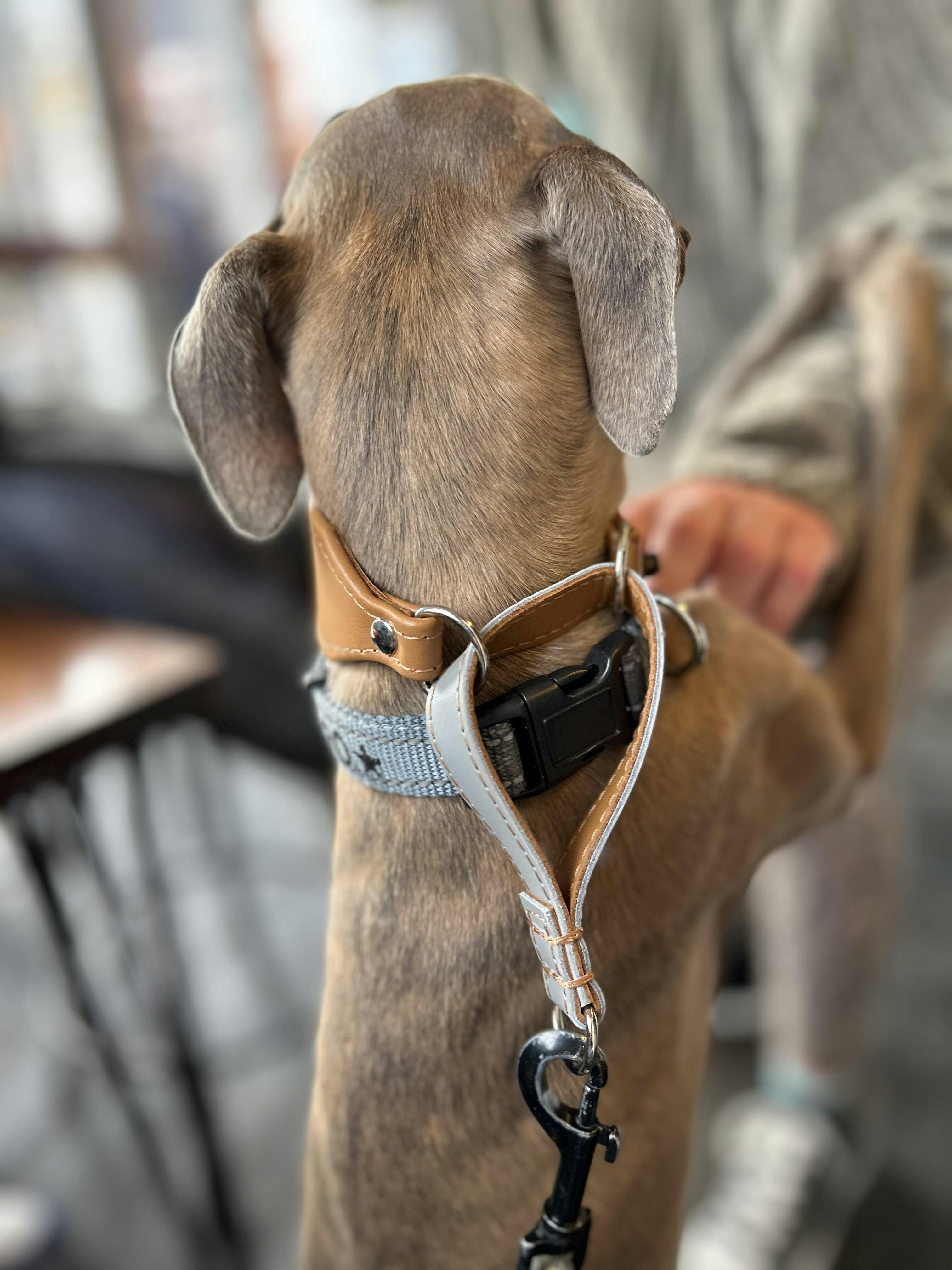 Dog Collars for Italian Greyhounds Italian Greyhound Collars UK