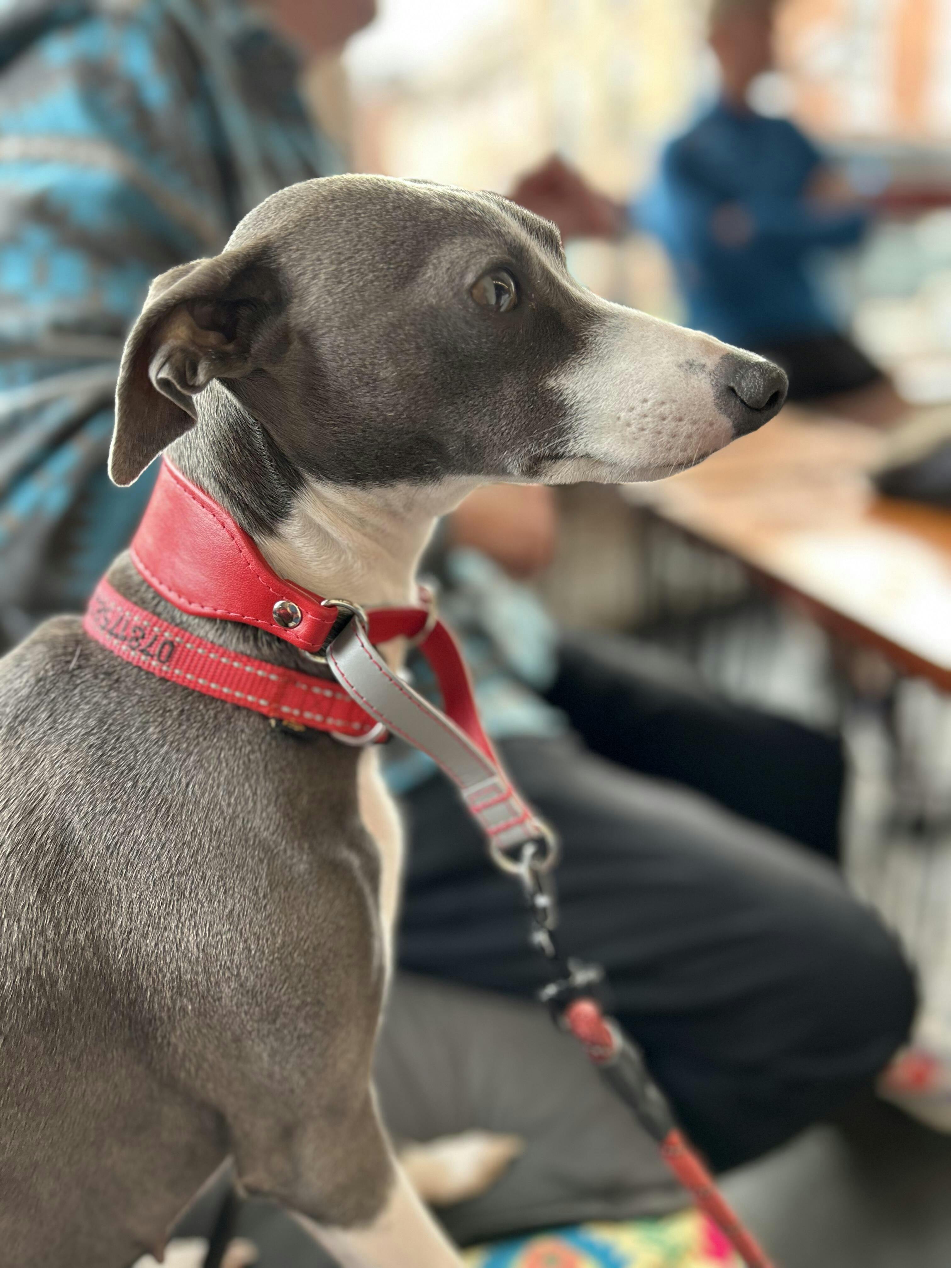 Dog Collars for Italian Greyhounds Italian Greyhound Collars UK