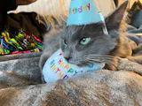 Pet Birthday Treat & Outfit Bundle