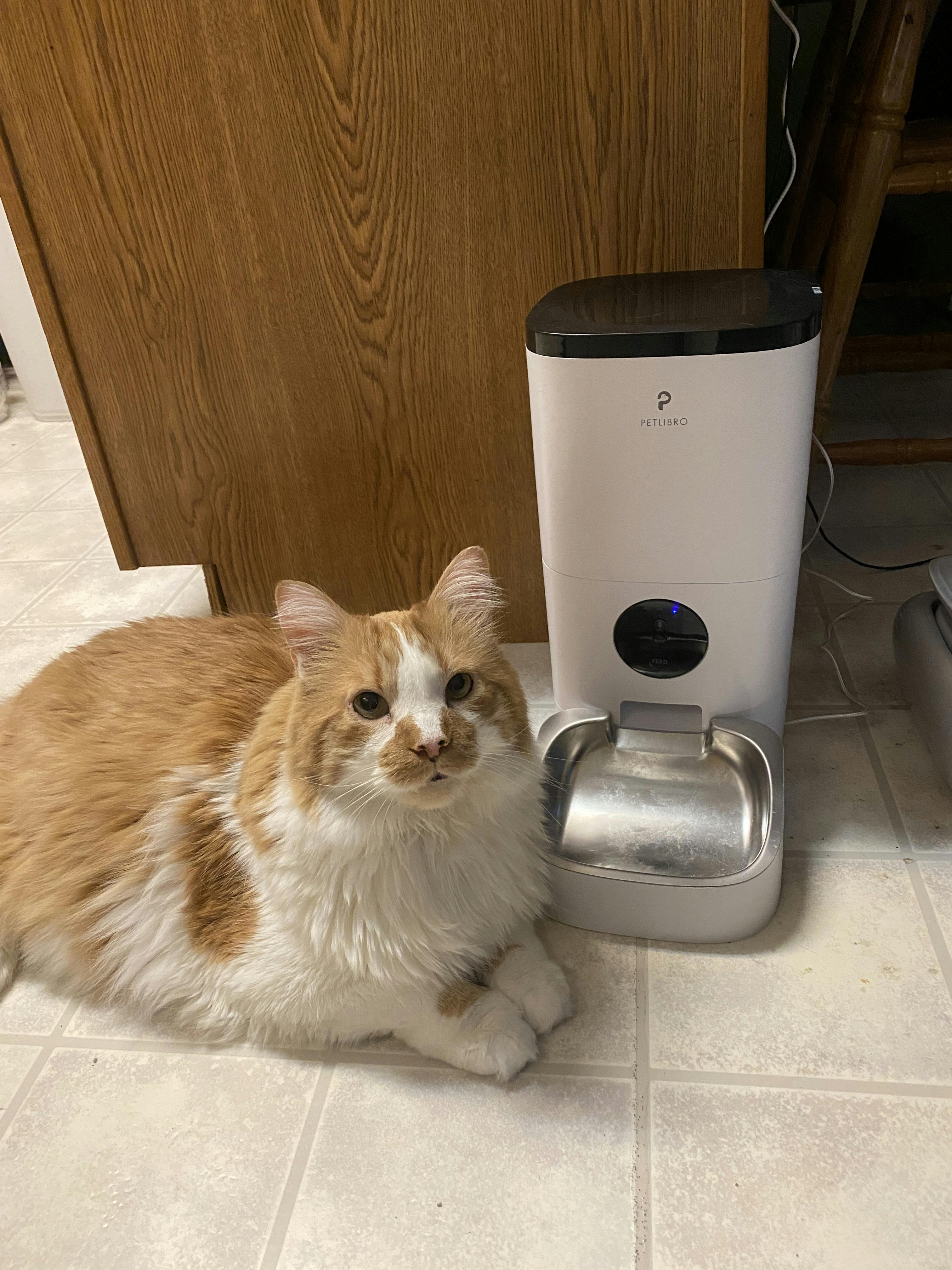 petlibro automatic cat feeder red light