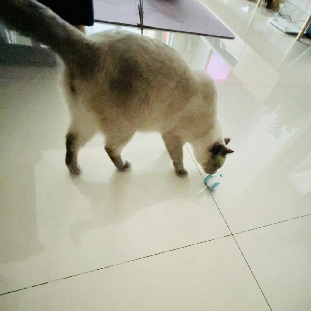 PETLIBRO Pixie Mouse, Interactive Cat Toys With Flashing Tail