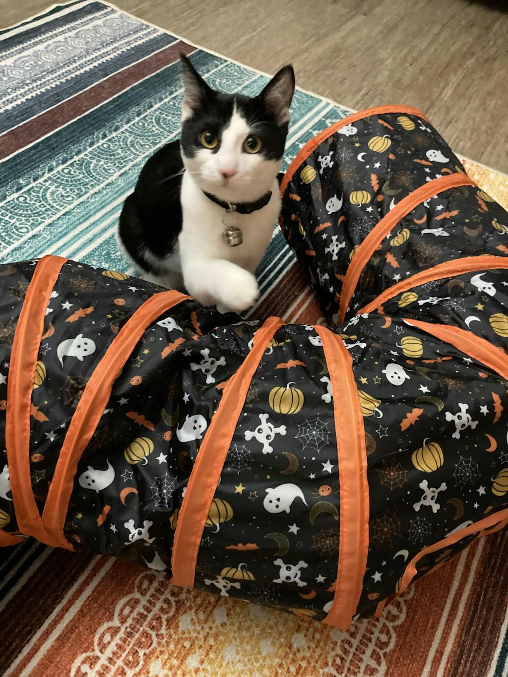 PETLIBRO Pixie Mouse, Interactive Cat Toys With Flashing Tail